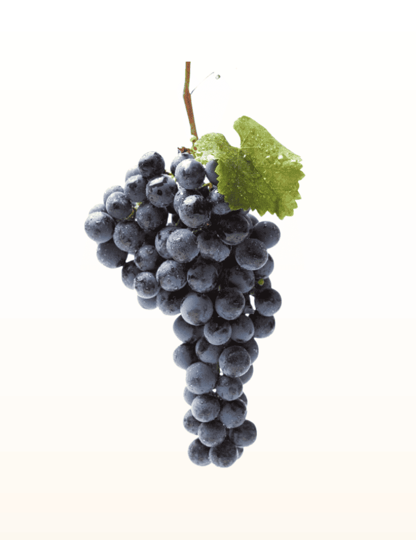 Raisin Muscat